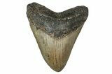 Fossil Megalodon Tooth - North Carolina #349318-1
